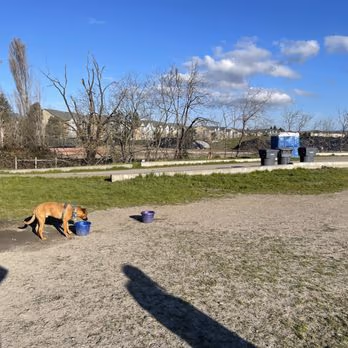 Rocky Memorial Dog Park photo 2